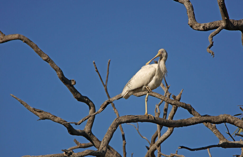 Yellow-billed Spoonbill