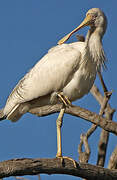 Yellow-billed Spoonbill