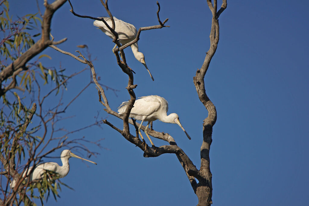 Yellow-billed Spoonbill