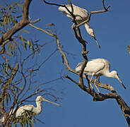 Yellow-billed Spoonbill