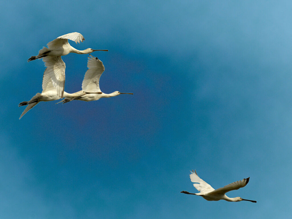 Eurasian Spoonbill