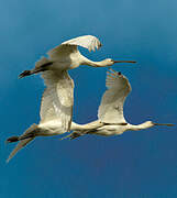 Eurasian Spoonbill