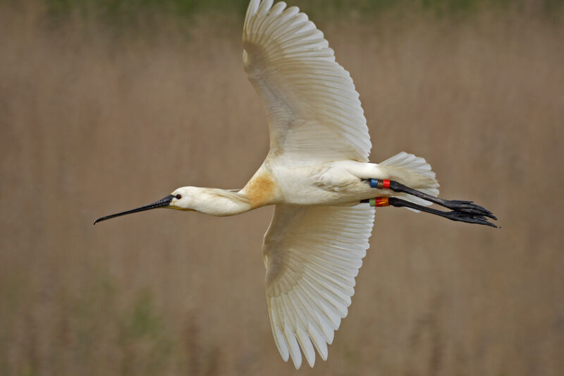 Eurasian Spoonbill