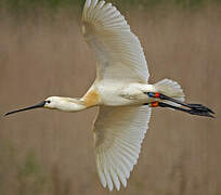 Eurasian Spoonbill