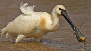 Eurasian Spoonbill