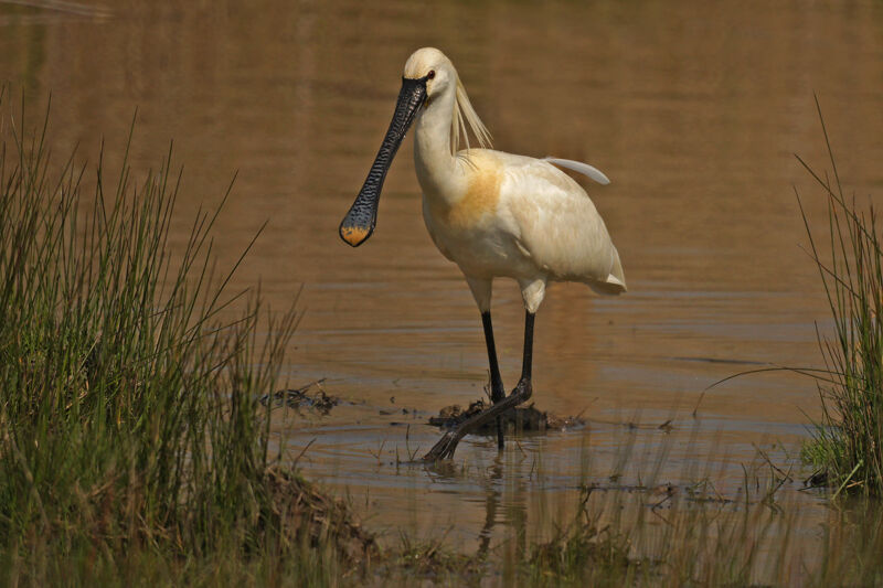 Eurasian Spoonbill