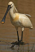 Eurasian Spoonbill