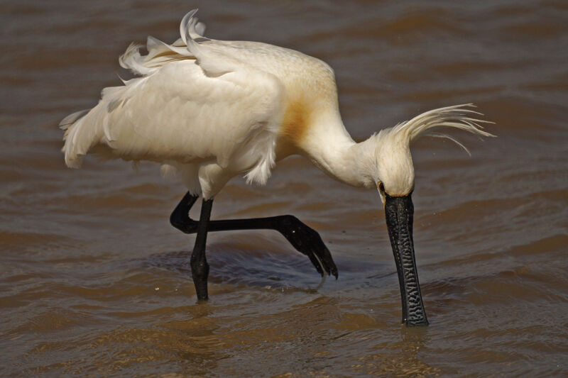 Eurasian Spoonbill