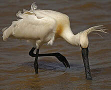 Eurasian Spoonbill