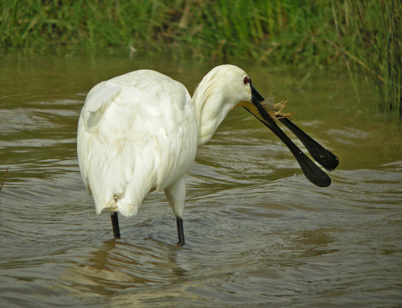 Spatule blanche