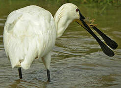 Eurasian Spoonbill