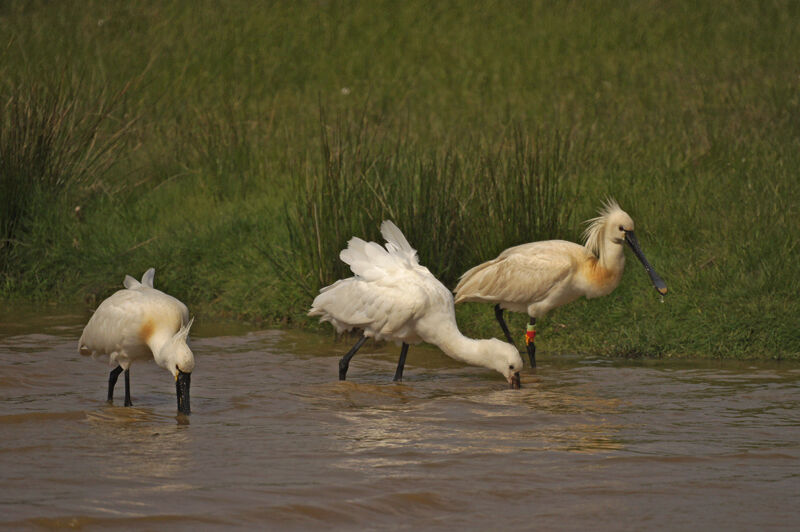 Eurasian Spoonbill