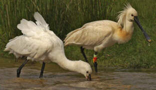 Eurasian Spoonbill