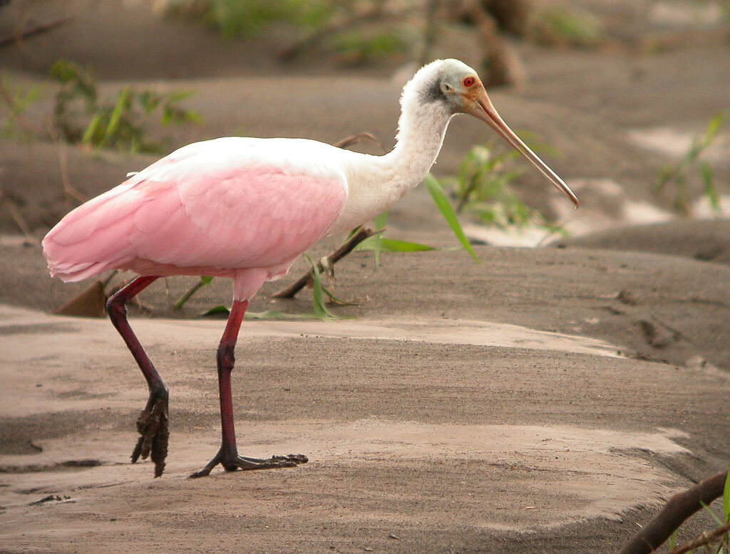 Roseate Spoonbill