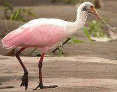 Roseate Spoonbill