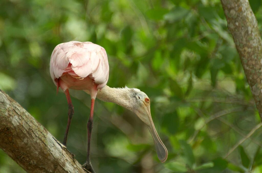 Roseate Spoonbill