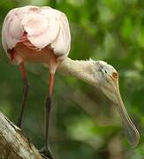 Roseate Spoonbill