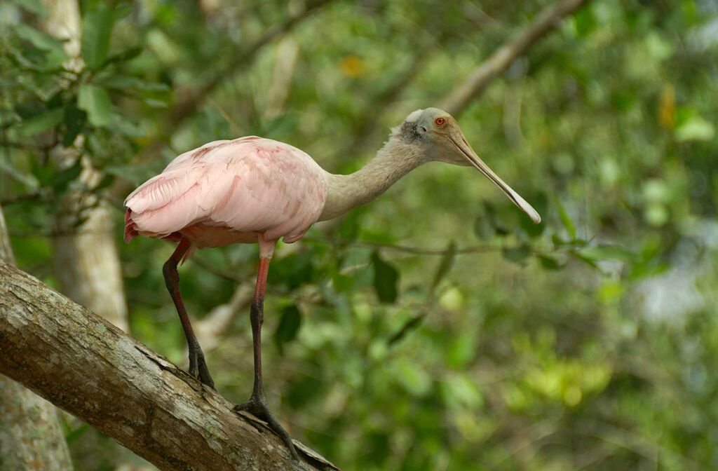 Roseate Spoonbill