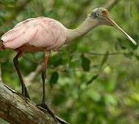 Roseate Spoonbill