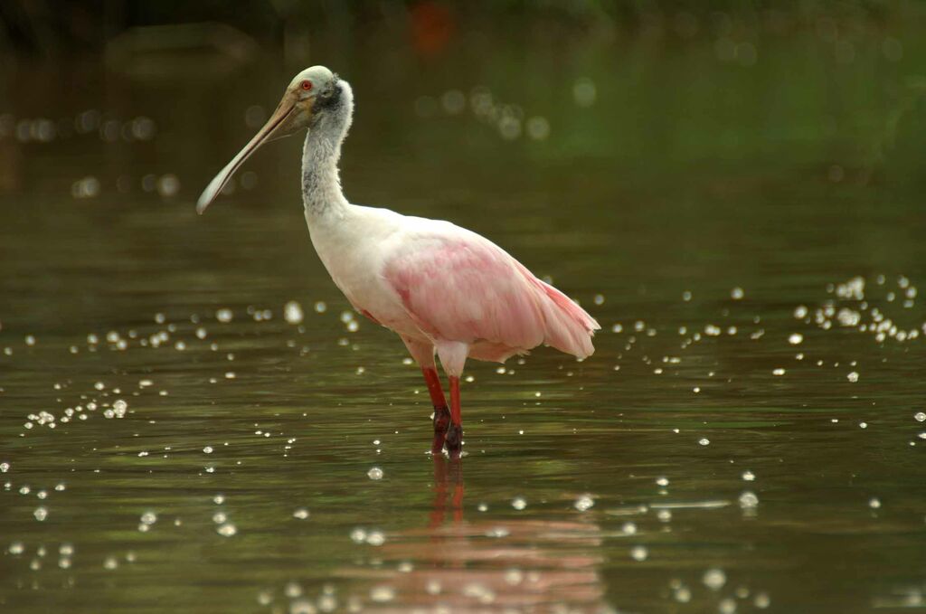 Roseate Spoonbill