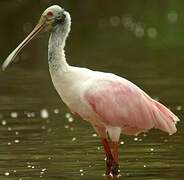 Roseate Spoonbill