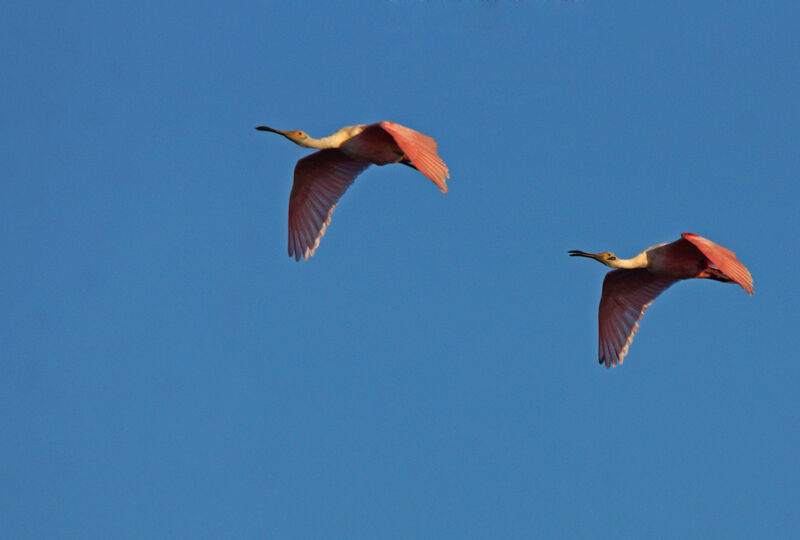 Roseate Spoonbill, Flight