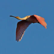 Roseate Spoonbill