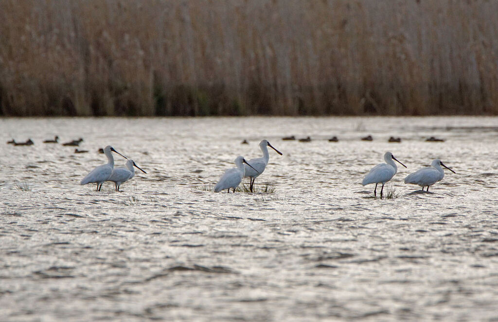 Royal Spoonbill