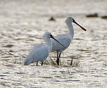 Royal Spoonbill