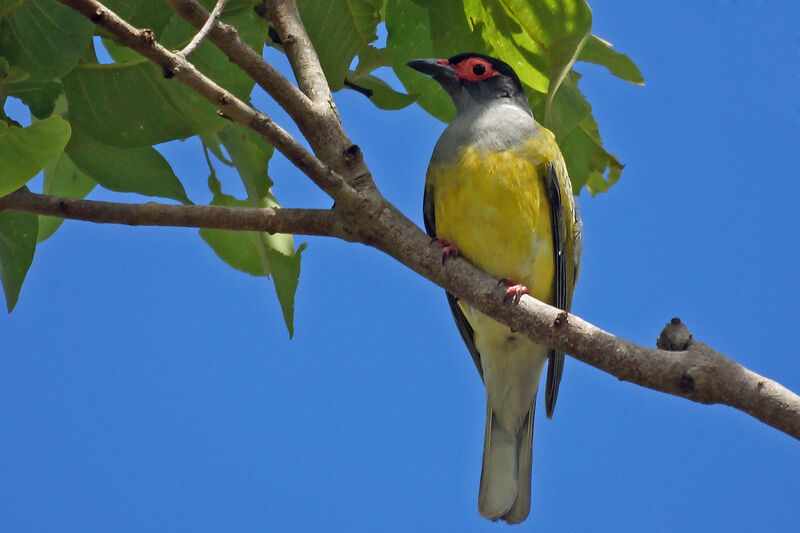 Australasian Figbird