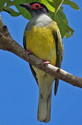 Australasian Figbird