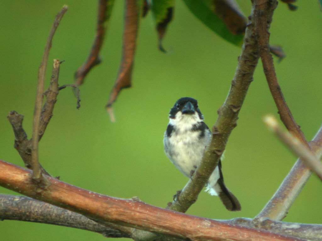 Wing-barred Seedeater