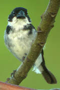 Wing-barred Seedeater