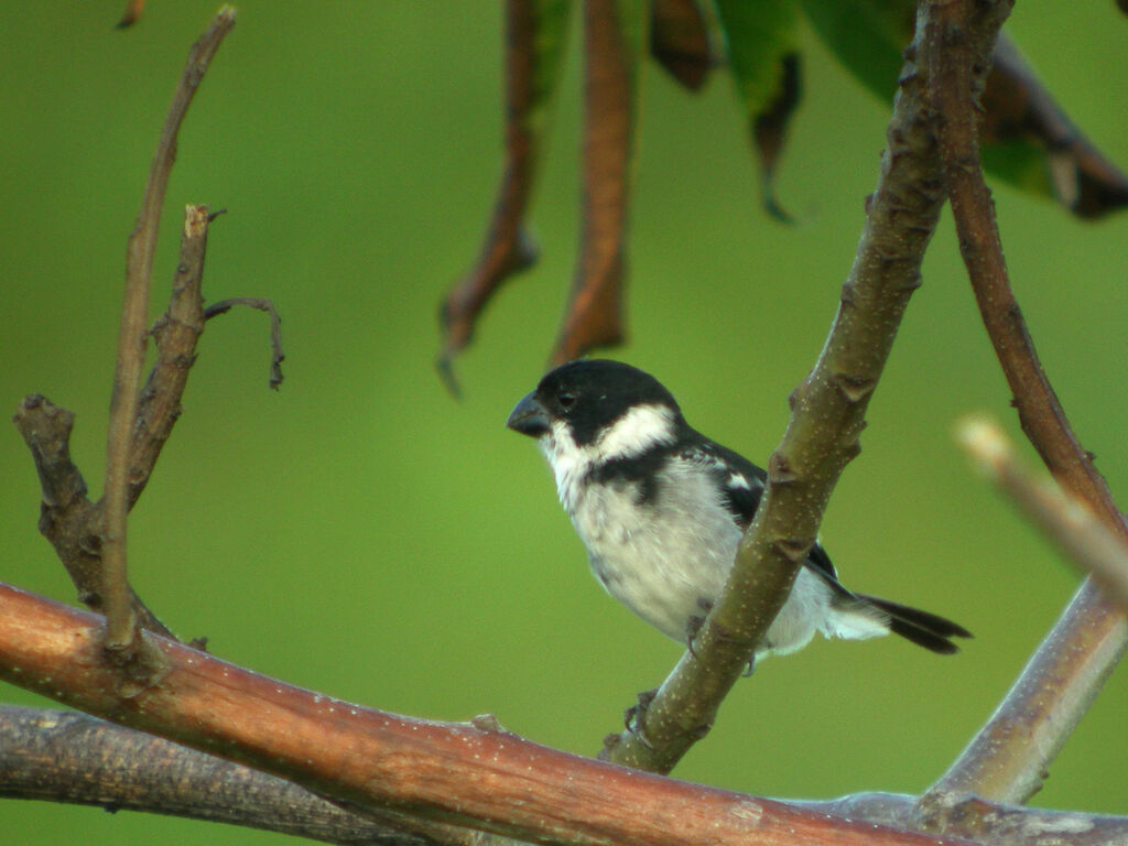 Wing-barred Seedeater