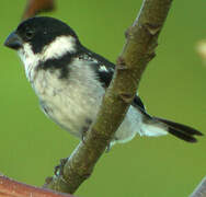 Wing-barred Seedeater