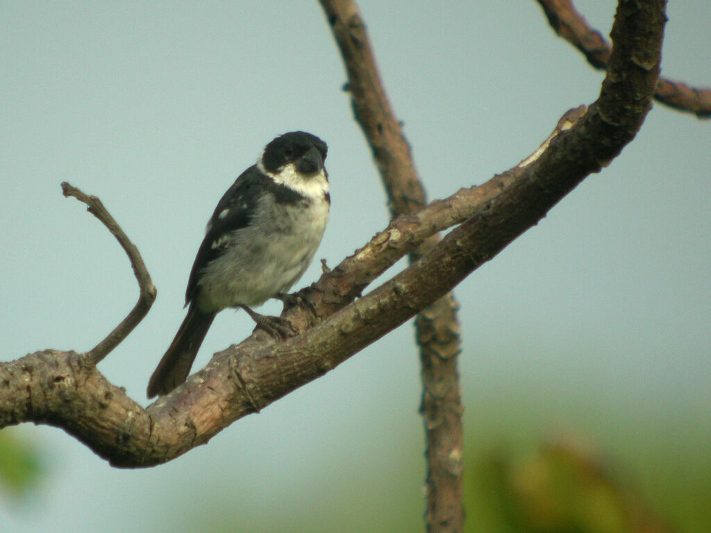 Sporophile à ailes blanches