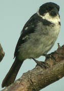 Wing-barred Seedeater