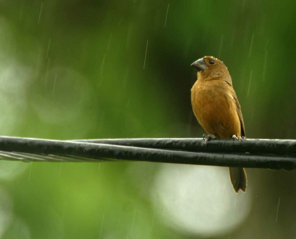 Thick-billed Seed Finch