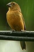 Thick-billed Seed Finch