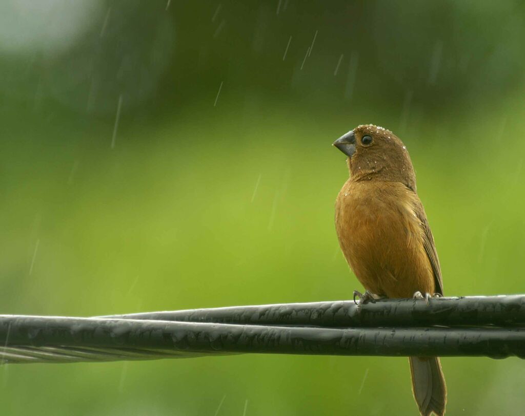 Thick-billed Seed Finch