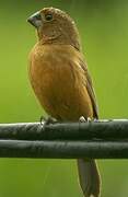 Thick-billed Seed Finch