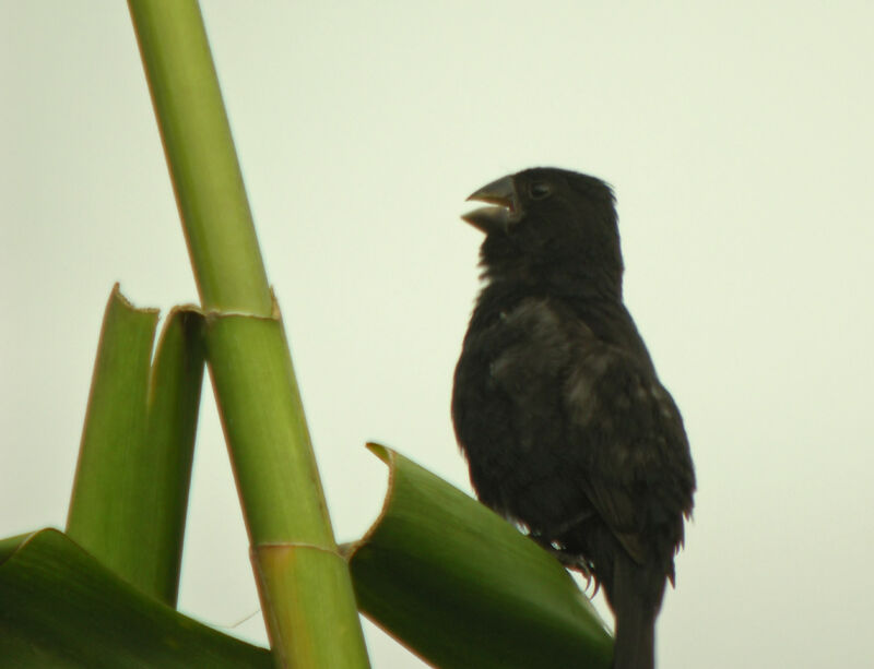 Thick-billed Seed Finch male