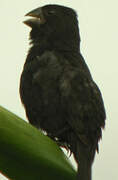 Thick-billed Seed Finch