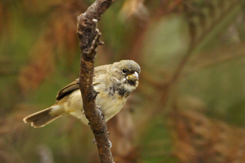 Double-collared Seedeater