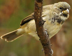 Double-collared Seedeater