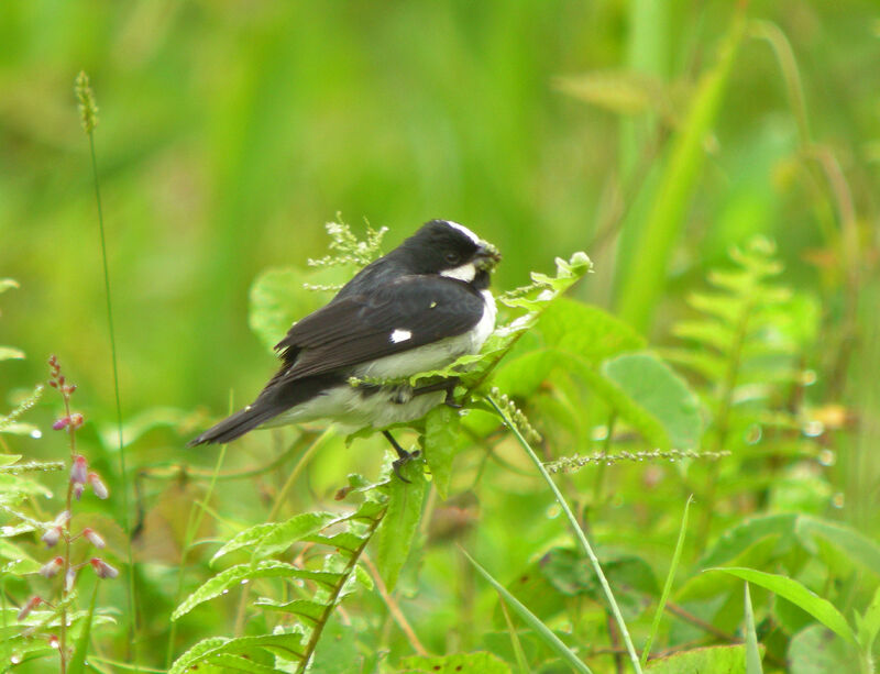 Double-collared Seedeater