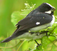 Double-collared Seedeater