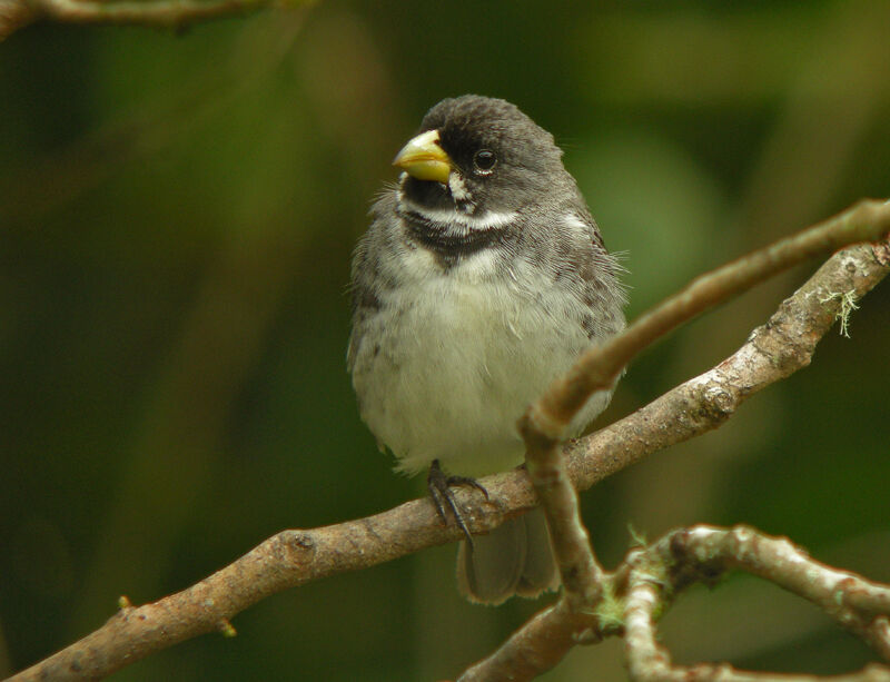 Double-collared Seedeater