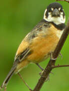 Rusty-collared Seedeater