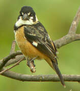 Rusty-collared Seedeater